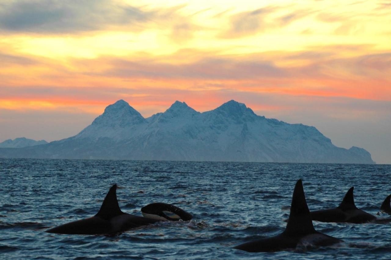 Vila Kvalvika Retreat - Lofoten Leknes Exteriér fotografie